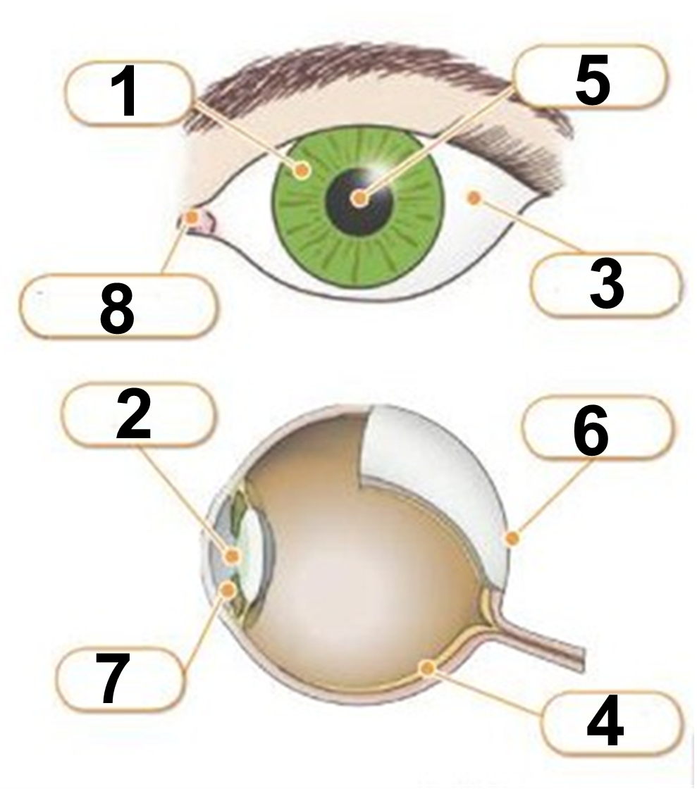 The eye 2.png